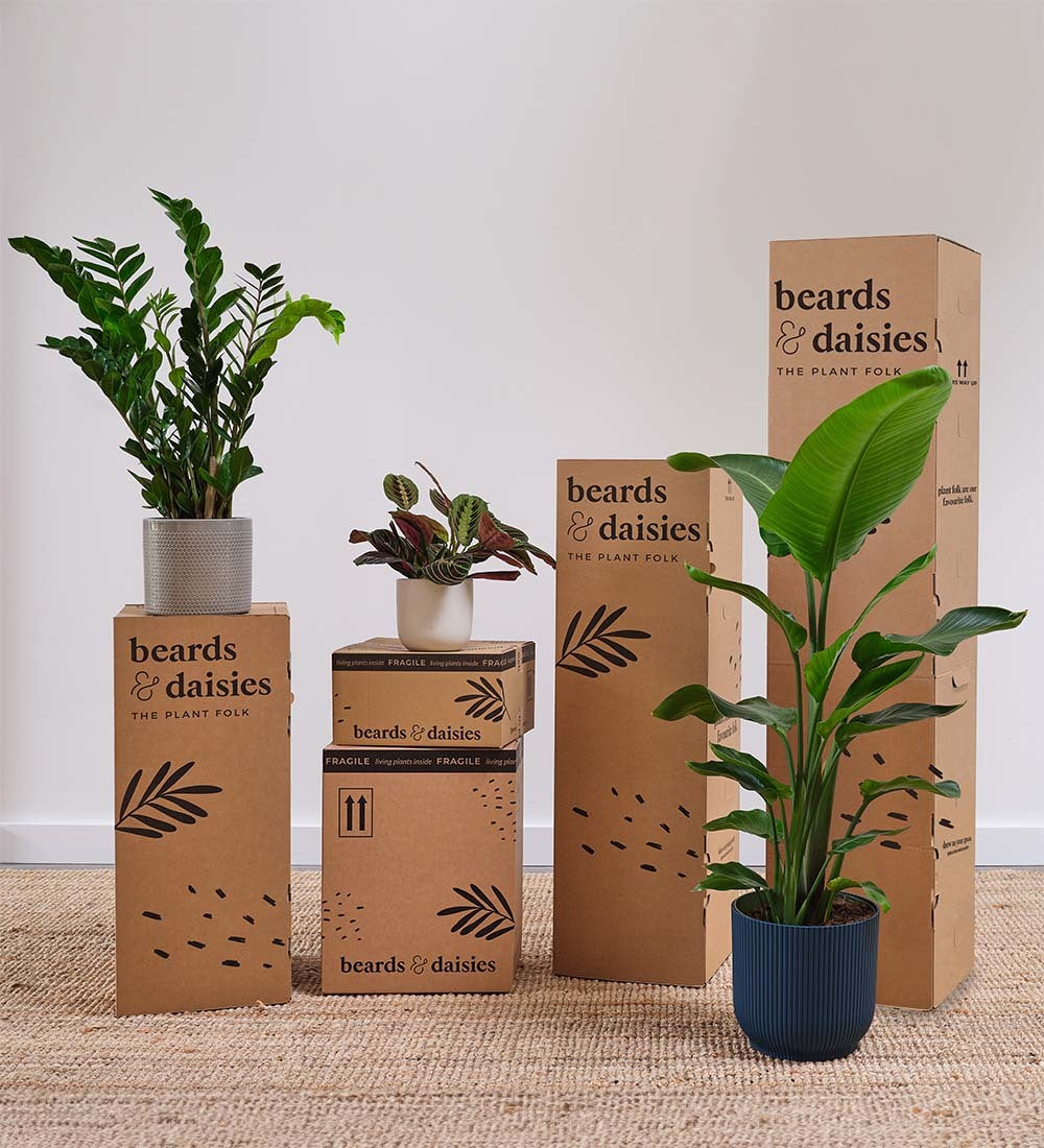 Calathea Freddie