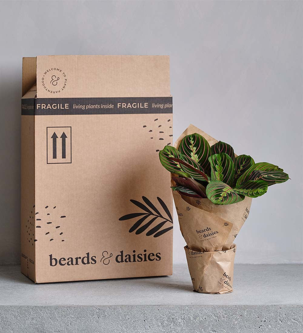 Devil's Ivy & Graphite Earthenware