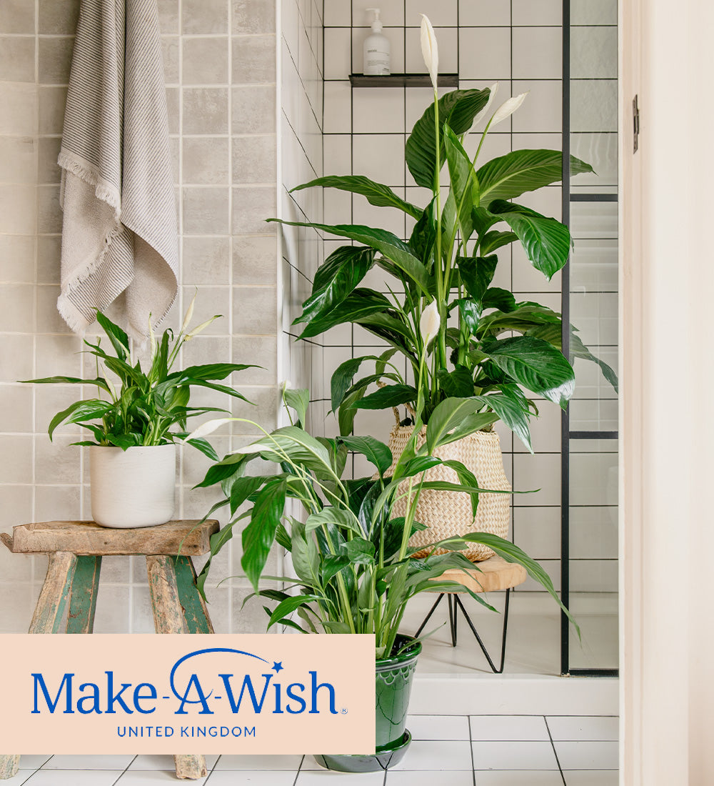 Peace Lily